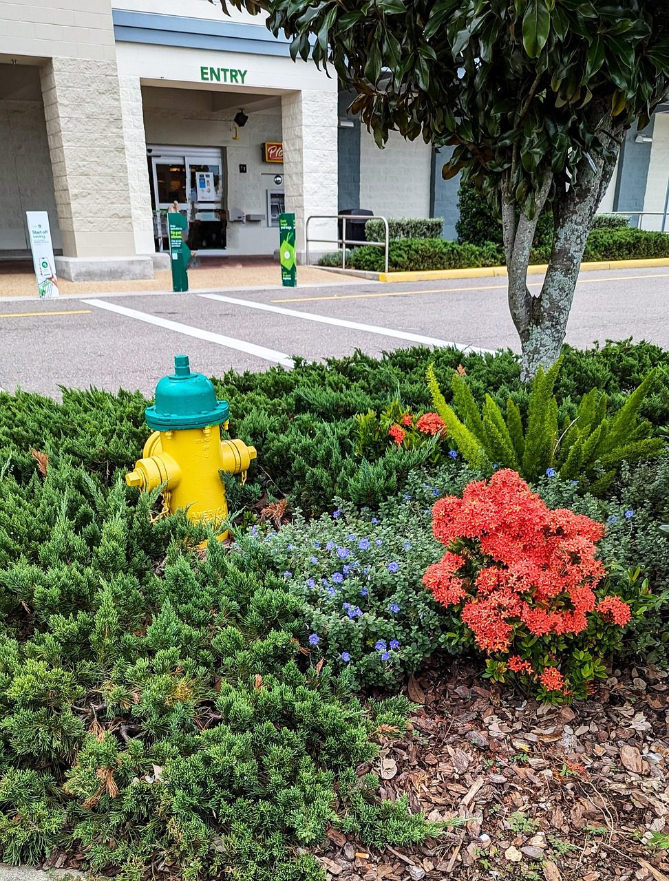 Flowers and bushes surround a fire hydrant in a parking out outside of businesses